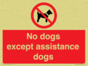 no-dogs-except-assistance-dogs~